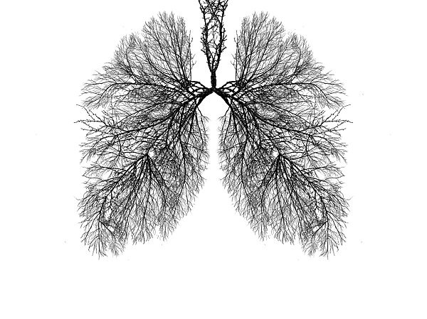 Es handelt sich um eine schwarz-weiße Illustration, die einen Baum bzw. Äste in Form einer Lunge zeigt.